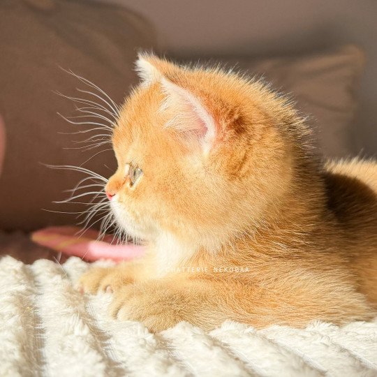 chaton British Shorthair black golden shaded Vanille Coco Chatterie Nekobaa black golden shaded