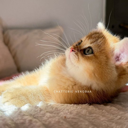 chaton British Shorthair black golden shaded Vanille Coco Chatterie Nekobaa black golden shaded