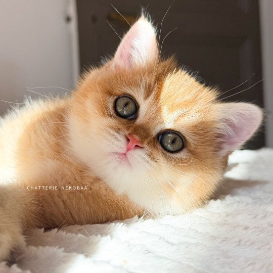 chaton British Shorthair black golden shaded Vanille Coco Chatterie Nekobaa black golden shaded