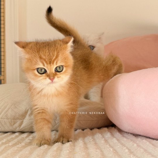 chaton British Shorthair black golden shaded Vanille Coco Chatterie Nekobaa black golden shaded