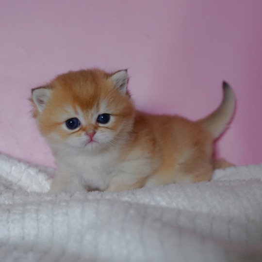 chaton British Shorthair black golden shaded Vashni Chatterie Nekobaa black golden shaded