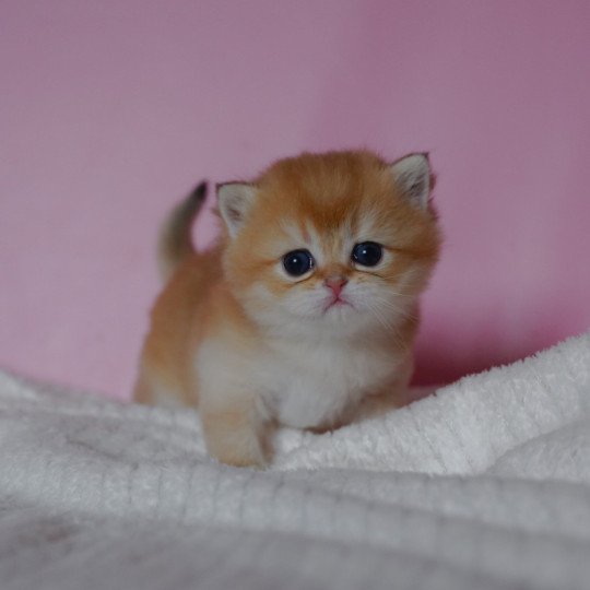 chaton British Shorthair black golden shaded Vashni Chatterie Nekobaa black golden shaded