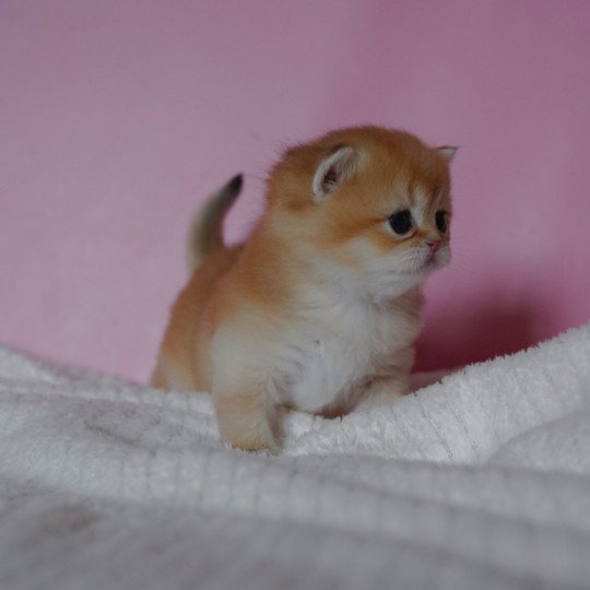 chaton British Shorthair black golden shaded Vashni Chatterie Nekobaa black golden shaded