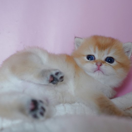 chaton British Shorthair black golden shaded Vashni Chatterie Nekobaa black golden shaded