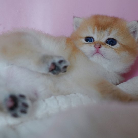 chaton British Shorthair black golden shaded Vashni Chatterie Nekobaa black golden shaded