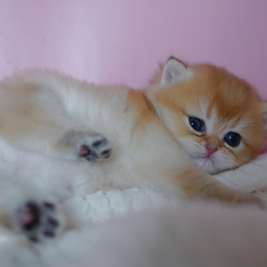 chaton British Shorthair black golden shaded Vashni Chatterie Nekobaa black golden shaded