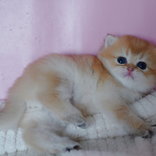 chaton British Shorthair black golden shaded Vashni Chatterie Nekobaa black golden shaded