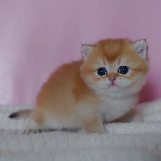 chaton British Shorthair black golden shaded Vashni Chatterie Nekobaa black golden shaded
