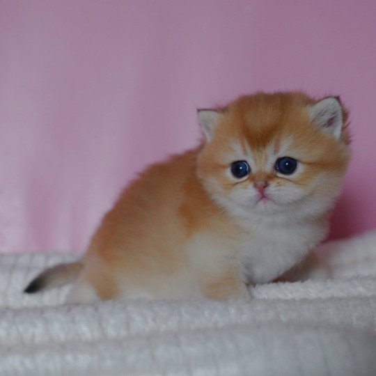 chaton British Shorthair black golden shaded Vashni Chatterie Nekobaa black golden shaded