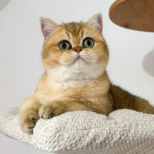 chat British Shorthair Wako Chatterie Nekobaa black golden ticked tabby
