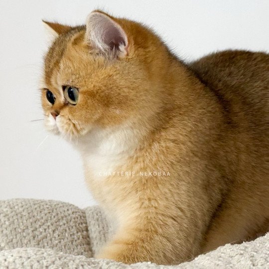 chat British Shorthair Wako Chatterie Nekobaa black golden ticked tabby