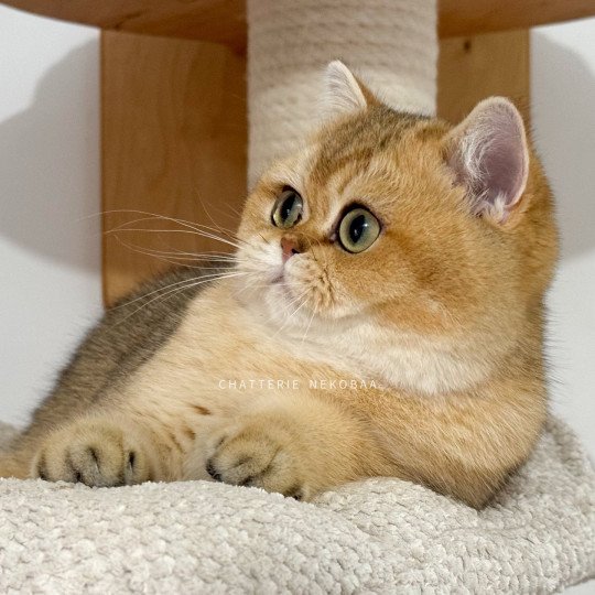 chat British Shorthair Wako Chatterie Nekobaa black golden ticked tabby