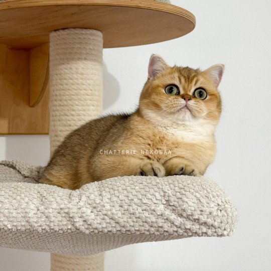 chat British Shorthair Wako Chatterie Nekobaa black golden ticked tabby