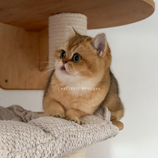 chat British Shorthair Wako Chatterie Nekobaa black golden ticked tabby