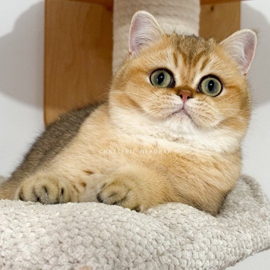 chat British Shorthair Wako Chatterie Nekobaa black golden ticked tabby