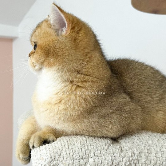 chat British Shorthair Wako Chatterie Nekobaa black golden ticked tabby