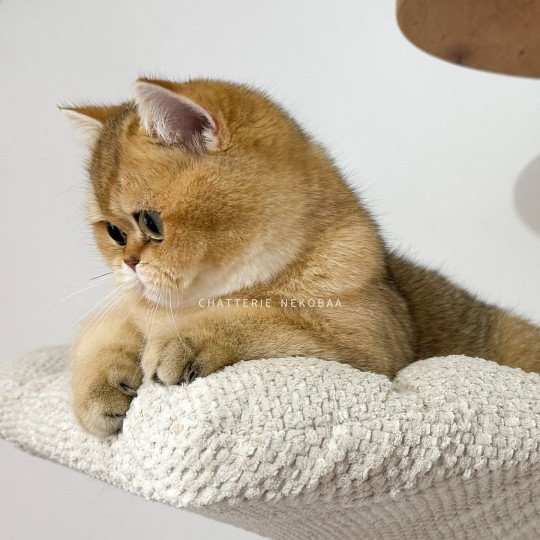 chat British Shorthair Wako Chatterie Nekobaa black golden ticked tabby