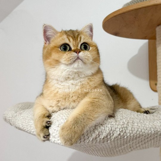 chat British Shorthair Wako Chatterie Nekobaa black golden ticked tabby