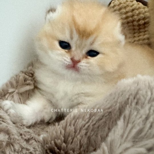 chaton British Shorthair black golden shaded Wako Chatterie Nekobaa black golden ticked tabby