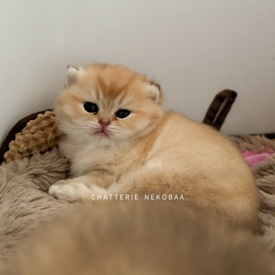 chaton British Shorthair black golden shaded Wako Chatterie Nekobaa black golden ticked tabby