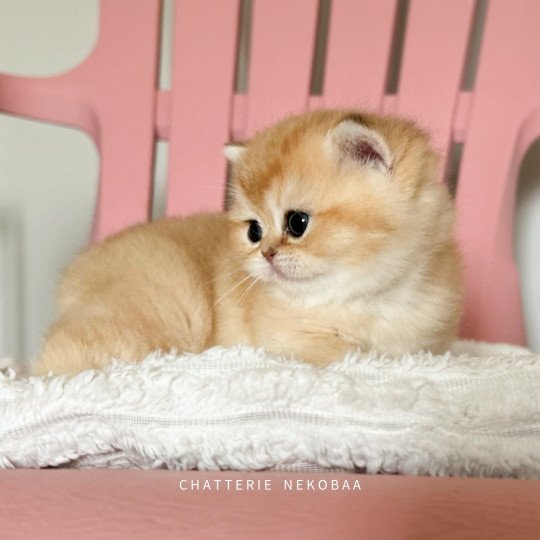 chaton British Shorthair black golden shaded Wako Chatterie Nekobaa black golden ticked tabby