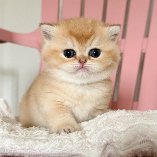 chaton British Shorthair black golden shaded Wako Chatterie Nekobaa black golden ticked tabby