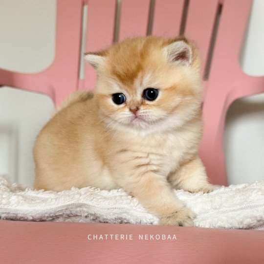 chaton British Shorthair black golden shaded Wako Chatterie Nekobaa black golden ticked tabby