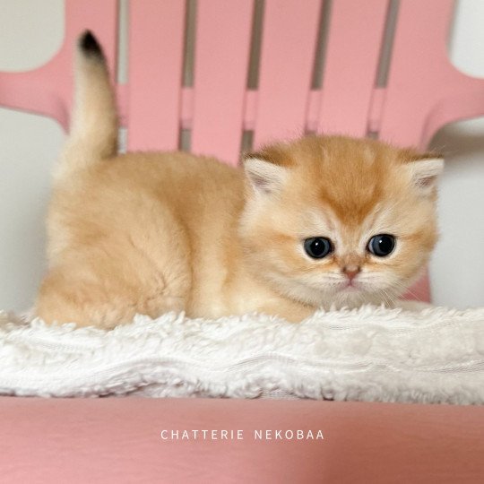 chaton British Shorthair black golden shaded Wako Chatterie Nekobaa black golden ticked tabby