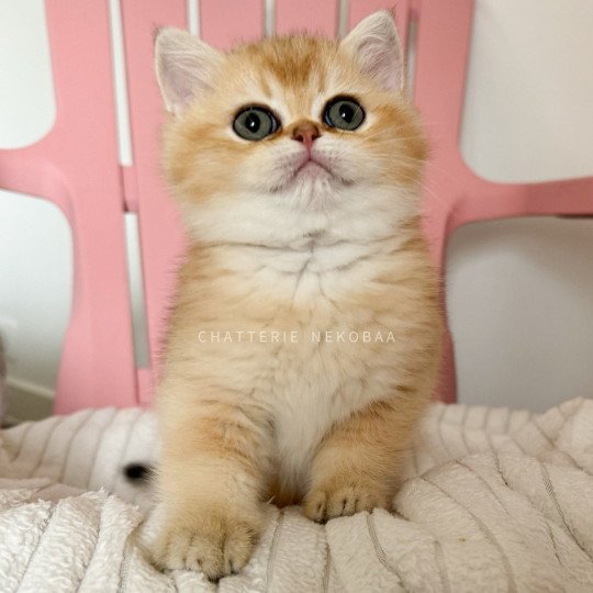 chaton British Shorthair black golden shaded Wako Chatterie Nekobaa black golden ticked tabby