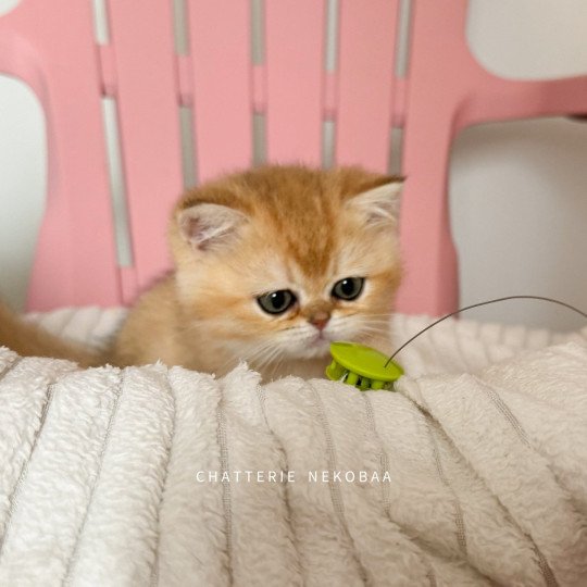 chaton British Shorthair black golden shaded Wako Chatterie Nekobaa black golden ticked tabby