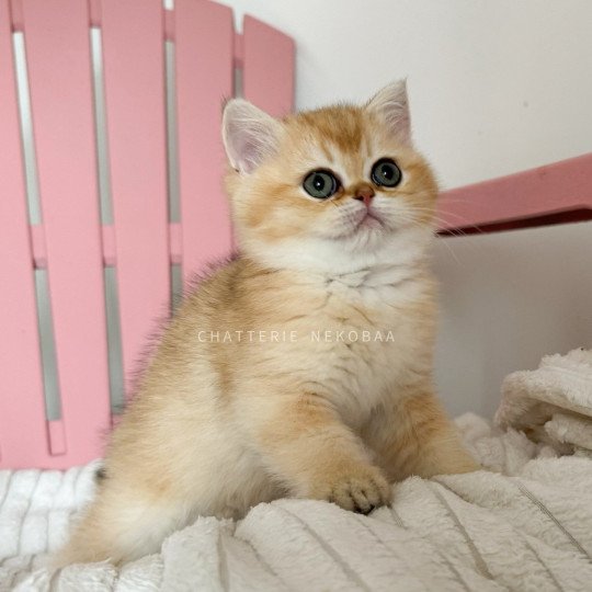 chaton British Shorthair black golden shaded Wako Chatterie Nekobaa black golden ticked tabby