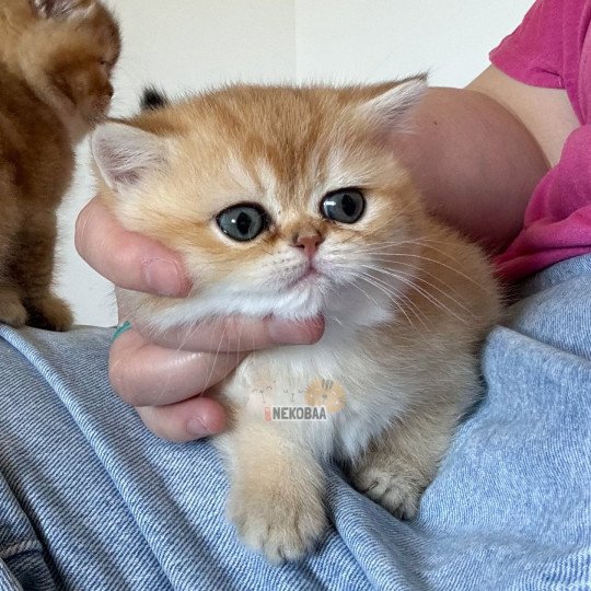 chaton British Shorthair black golden shaded Wako Chatterie Nekobaa black golden ticked tabby