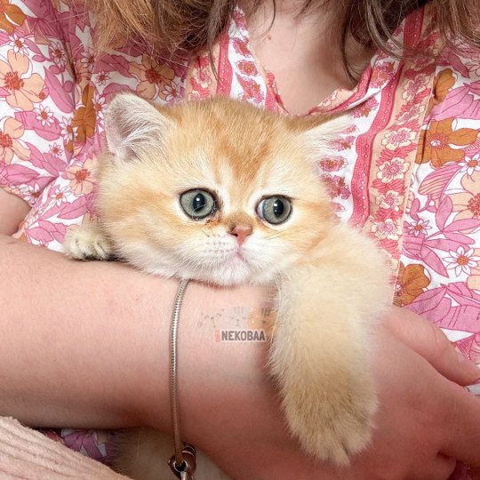 chaton British Shorthair black golden shaded Wako Chatterie Nekobaa black golden ticked tabby