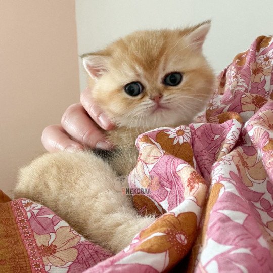 chaton British Shorthair black golden shaded Wako Chatterie Nekobaa black golden ticked tabby