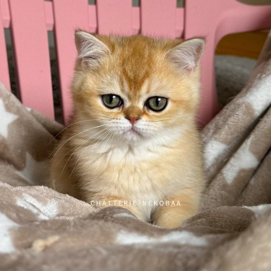 chaton British Shorthair black golden shaded Wako Chatterie Nekobaa black golden ticked tabby