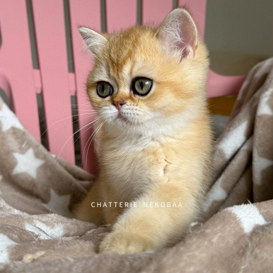 chaton British Shorthair black golden shaded Wako Chatterie Nekobaa black golden ticked tabby