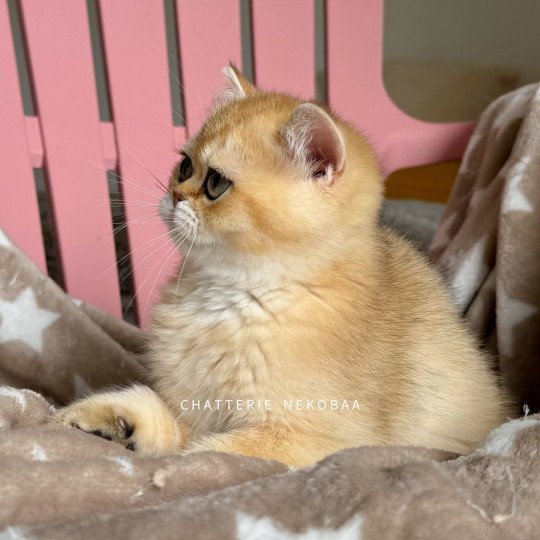 chaton British Shorthair black golden shaded Wako Chatterie Nekobaa black golden ticked tabby