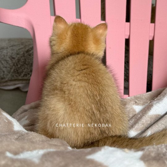 chaton British Shorthair black golden shaded Wako Chatterie Nekobaa black golden ticked tabby