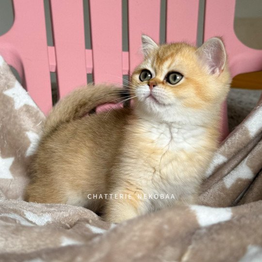 chaton British Shorthair black golden shaded Wako Chatterie Nekobaa black golden ticked tabby