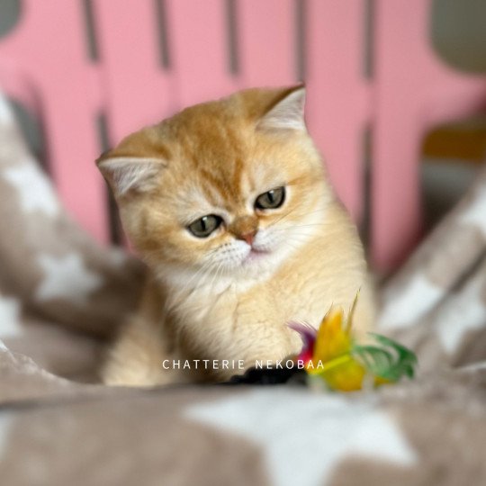 chaton British Shorthair black golden shaded Wako Chatterie Nekobaa black golden ticked tabby