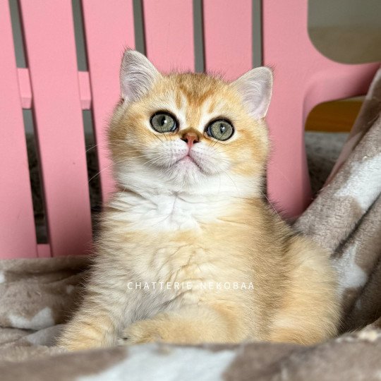 chaton British Shorthair black golden shaded Wako Chatterie Nekobaa black golden ticked tabby