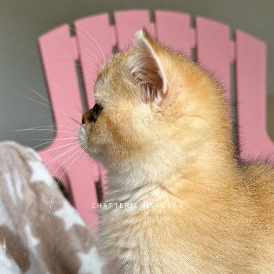 chaton British Shorthair black golden shaded Wako Chatterie Nekobaa black golden ticked tabby