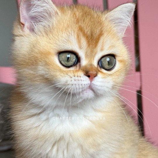 chaton British Shorthair black golden shaded Wako Chatterie Nekobaa black golden ticked tabby