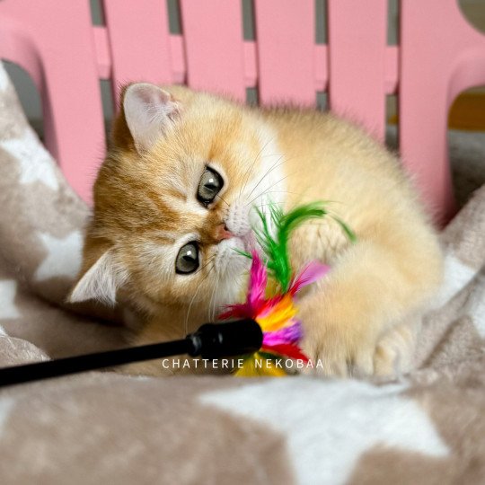 chaton British Shorthair black golden shaded Wako Chatterie Nekobaa black golden ticked tabby