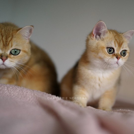 chaton British Shorthair Wako Chatterie Nekobaa black golden ticked tabby