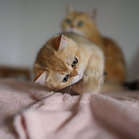 chaton British Shorthair Wako Chatterie Nekobaa black golden ticked tabby