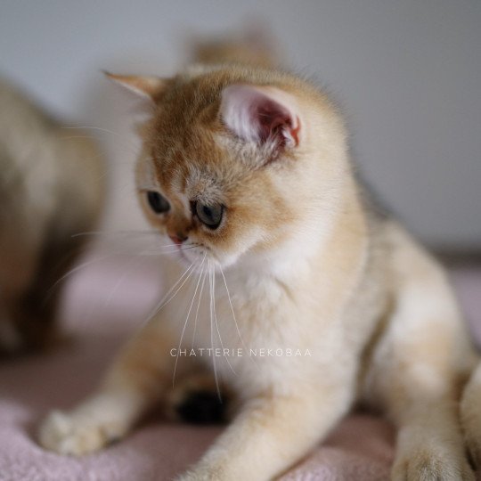 chaton British Shorthair Wako Chatterie Nekobaa black golden ticked tabby
