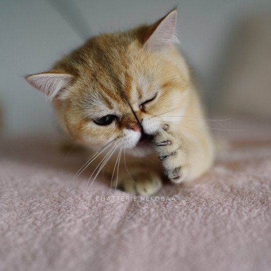 chaton British Shorthair Wako Chatterie Nekobaa black golden ticked tabby