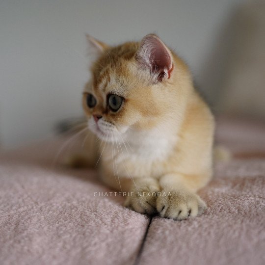 chaton British Shorthair Wako Chatterie Nekobaa black golden ticked tabby