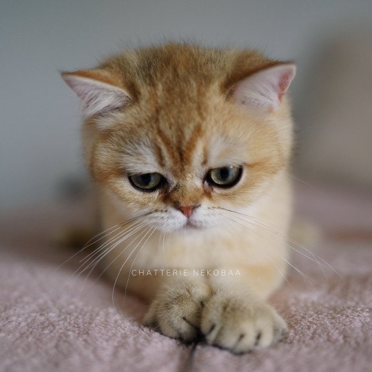 chaton British Shorthair Wako Chatterie Nekobaa black golden ticked tabby